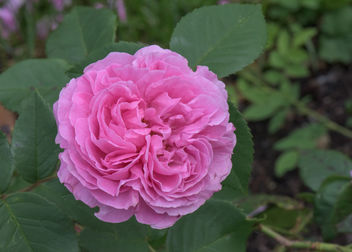 july-3058 - image gratuit #299597